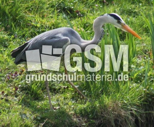 Graureiher-A 203.jpg